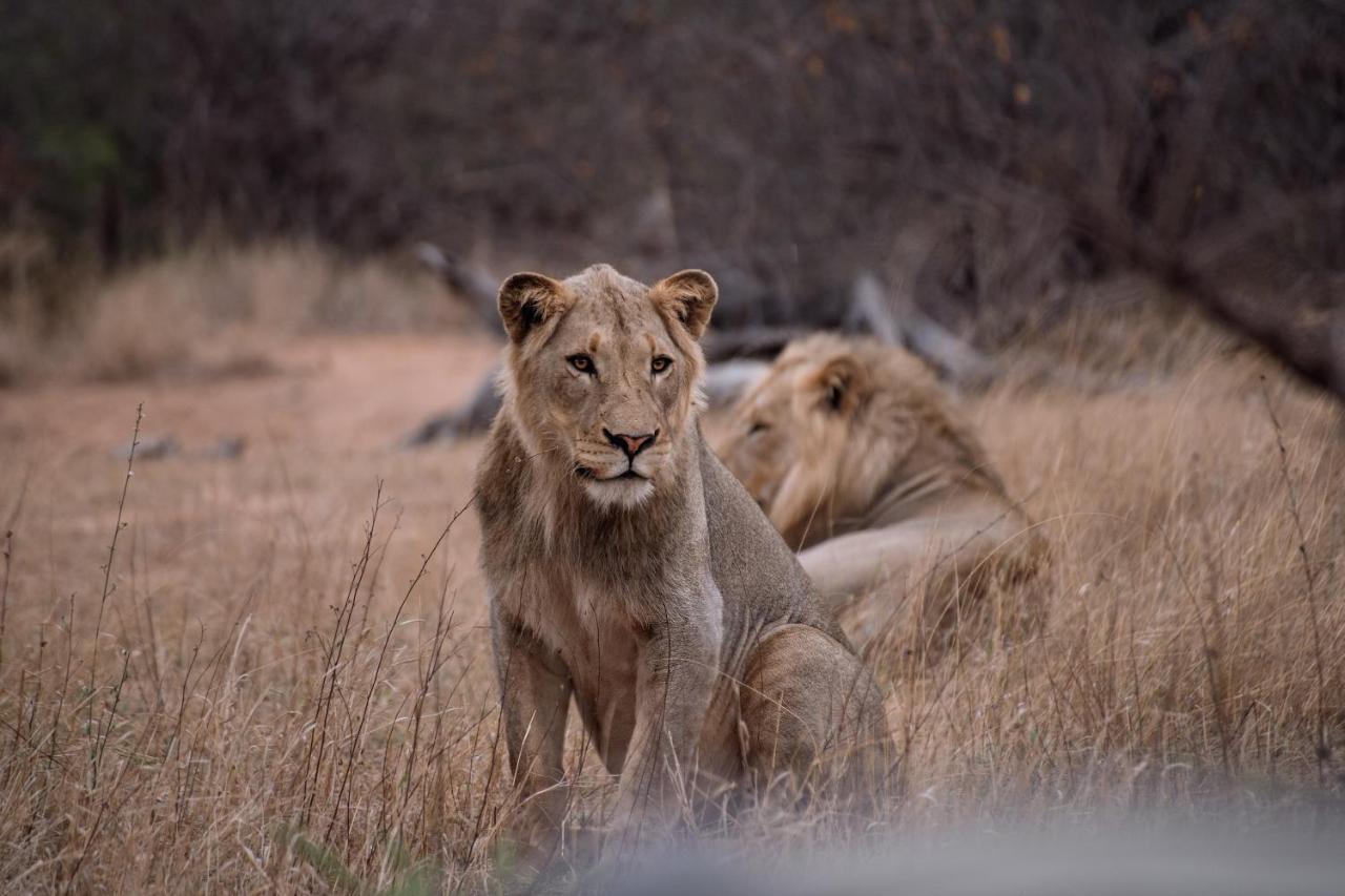 Tshukudu Game Lodge Hoedspruit Exteriér fotografie